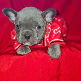 Navy - Blue male French Bulldog puppy in Maplewood, New Jersey from Poos&Bulls Keepsake
