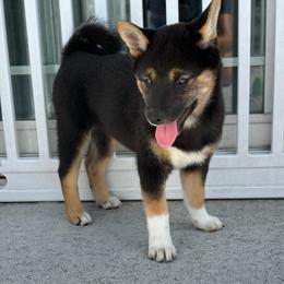 Cherry - Black and tan female Shiba Inu puppy in Elizabeth, New Jersey from Shiba Inu Loving Care