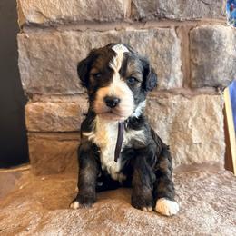 Girl 2 - Sable female Bernedoodle puppy in Fort Meade, Florida from Baldwin Dood Ranch