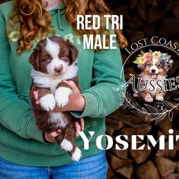 Yosemite - Red tri-color male Miniature American Shepherd puppy in Ferndale, California from Lost Coast Aussies