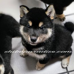 Kamura - Black and tan female Shiba Inu puppy in Tualatin, Oregon from Shiba Paradise