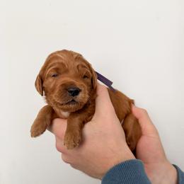 Marlee - Red  female Goldendoodle puppy in Amery, Wisconsin from Cornerstone Retrievers