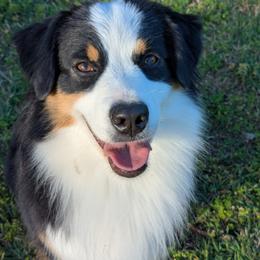 Loui - Miniature American Shepherd