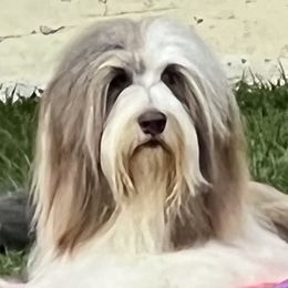 Matilda - Bearded Collie