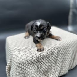 Kimber - Black tri female Miniature Australian Shepherd puppy in Queen Creek, Arizona from Arizona Aussies