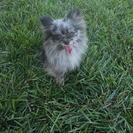 Topaz - Blue merle female Pomeranian puppy in Westphalia, Kansas from Prairie Ridge Kennel