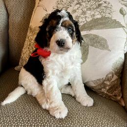 Snoopy Red Girl - Tri-color female Bernedoodle puppy in The Woodlands, Texas from Gracie's Goldendoodles and Bernedoodles