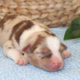 Miniature Australian Shepherd puppies from Hunt Farms Australian Shepherds