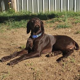 Remi - Liver male German Shorthaired Pointer puppy in Ashford, Alabama from Gosha & Nusha Kennel