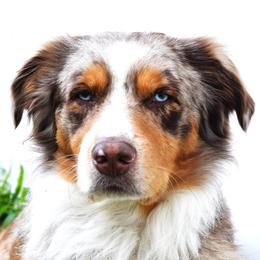 Bruno - Australian Shepherd