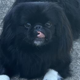 Pekingese from Amy Green