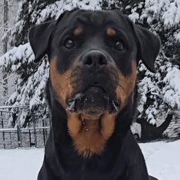 Emma - Rottweiler