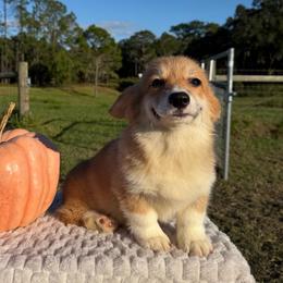 Elizabeth (financing available) - Red female Pembroke Welsh Corgi puppy in Inverness, Florida from Canaan Farm Corgis