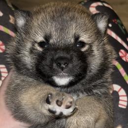 Shiba Inu Puppies from The Animal Farm Shiba Inus & Mameshibas