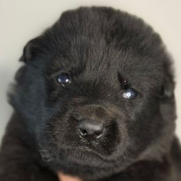 Prancer (pink collar) - Black female German Shepherd puppy in Canterbury, Connecticut from Nachtwaechter German Shepherds, LLC