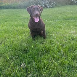Zara - Labrador Retriever