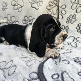 Parker - Black brown and white male Basset Hound puppy in Big Rapids, Michigan from Basket Hound Bassets