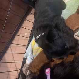 Black collar - Black male Scottish Terrier puppy in Brule, Nebraska from Scottyland Yard