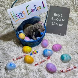 Bluey - Merle male Great Dane puppy in Tehachapi, California from Doxies and Danes