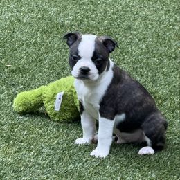 Aiko - Black brindle and white male Boston Terrier puppy in Monroe, Washington from Nordkyn Boston Terriers