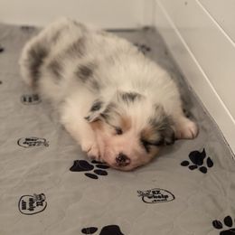 Australian Shepherd Puppies from Mezzo Australian Shepherds