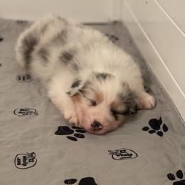 Australian Shepherd Puppies from Mezzo Australian Shepherds