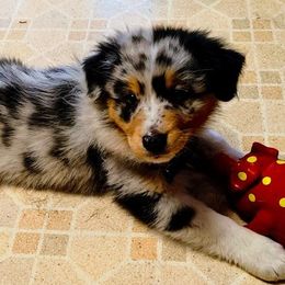Aussiedoodles, Bernedoodles, Bernese Mountain Dogs, and Poodles from NEK Doodles
