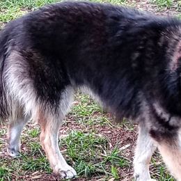 Australian Shepherds and Siberian Huskies from Amber's Aussies and Huskies
