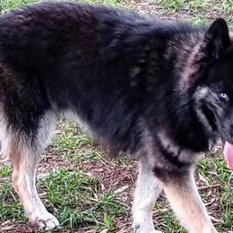 Australian Shepherds and Siberian Huskies from Amber's Aussies and Huskies