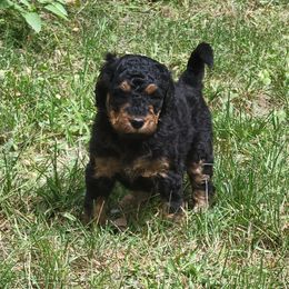 Bernedoodle puppies from Willow Creek Farm