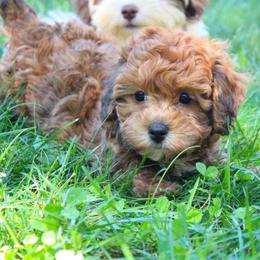 Red curly - Red male Havapoo puppy in Grants Pass, Oregon from Oregon Valley Doodles