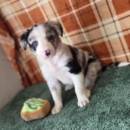 Maverick - Blue merle male Border Collie puppy in Gary, Indiana from Lake Ridge Border Collies