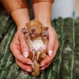 Bernedoodle, Cavapoo, Havanese, and Havapoo Puppies from Lady Paws Puppies - Cassie