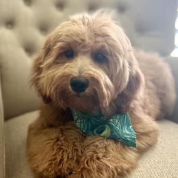 Banks - Goldendoodle