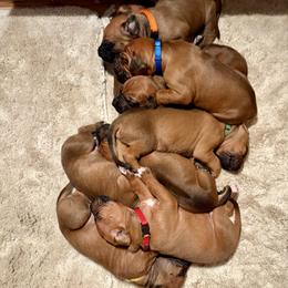 Boy 1 - Rd whtn blk nose male Rhodesian Ridgeback puppy in Chico, California from Keefer Ridge Rhodesian Ridgebacks