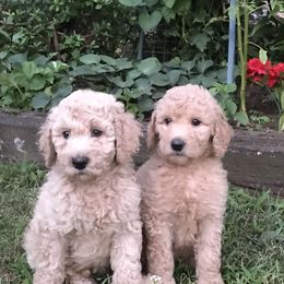 Goldendoodle Puppies from Teddy Bear Goldendoodles