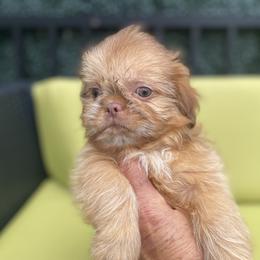 Girl 1 Diva - Red female Shih Tzu puppy in Troy, Michigan from "Shihtzu Best Friend"