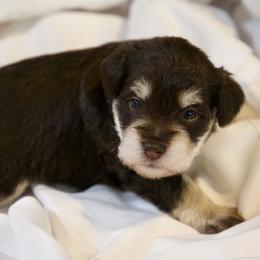 Mr. Redd - Liver male Miniature Schnauzer puppy in Pensacola, Florida from Reservoir Dogs