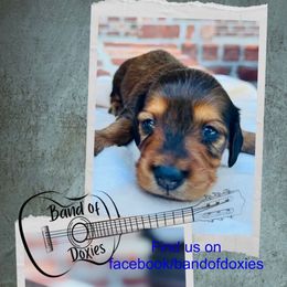 Boy, AKC, shaded red - Red male Dachshund puppy in Carriere, Mississippi from Band Of Doxies