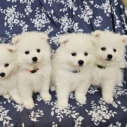 American Eskimo Dog puppies from SoCal American Eskimos