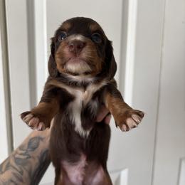 Button - Chocolate and tan male Dachshund puppy in Conroe, Texas from R&M Dachshunds
