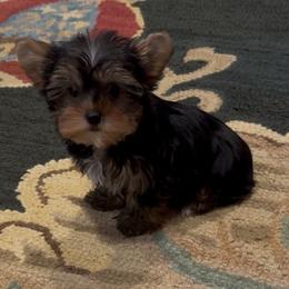 Bonnie Blu - Black and gold female Yorkshire Terrier puppy in Colmesneil, Texas from Wanda Toparcean's Yorkies