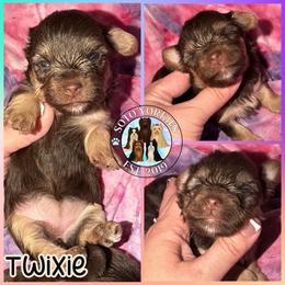 Twixie - Chocolate and tan female Yorkshire Terrier puppy in London, Kentucky from Soto Yorkies