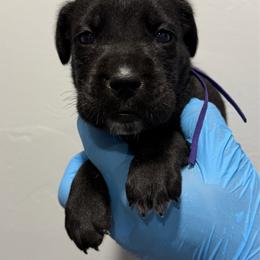 Female 4 - Black female Cane Corso puppy in Cashion, Oklahoma from APEXOK Cane Corsos LLC