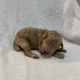 Poodle puppies from Rocky Mountain Poodles