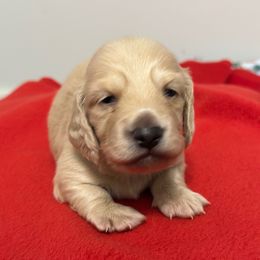 Male 3 - Cream male Dachshund puppy in Hensley, Arkansas from Fink Dachshund Farm - Central Arkansas