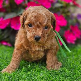 Hank - Apricot male Poodle puppy in Salem, Missouri from Meadowbrook Poodles