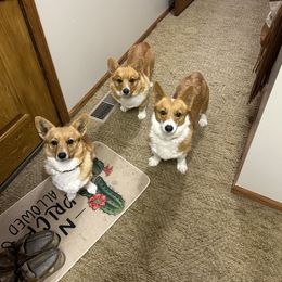 Pembroke Welsh Corgi Puppies from RK Corgis
