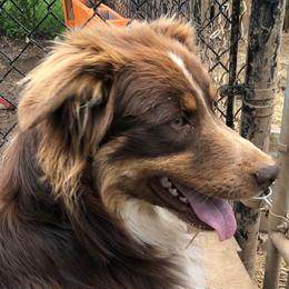 River - Australian Shepherd