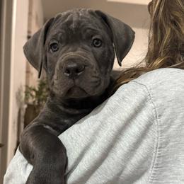 Dasher - Gray male Cane Corso puppy in Utah from 3Lake Kennelz
